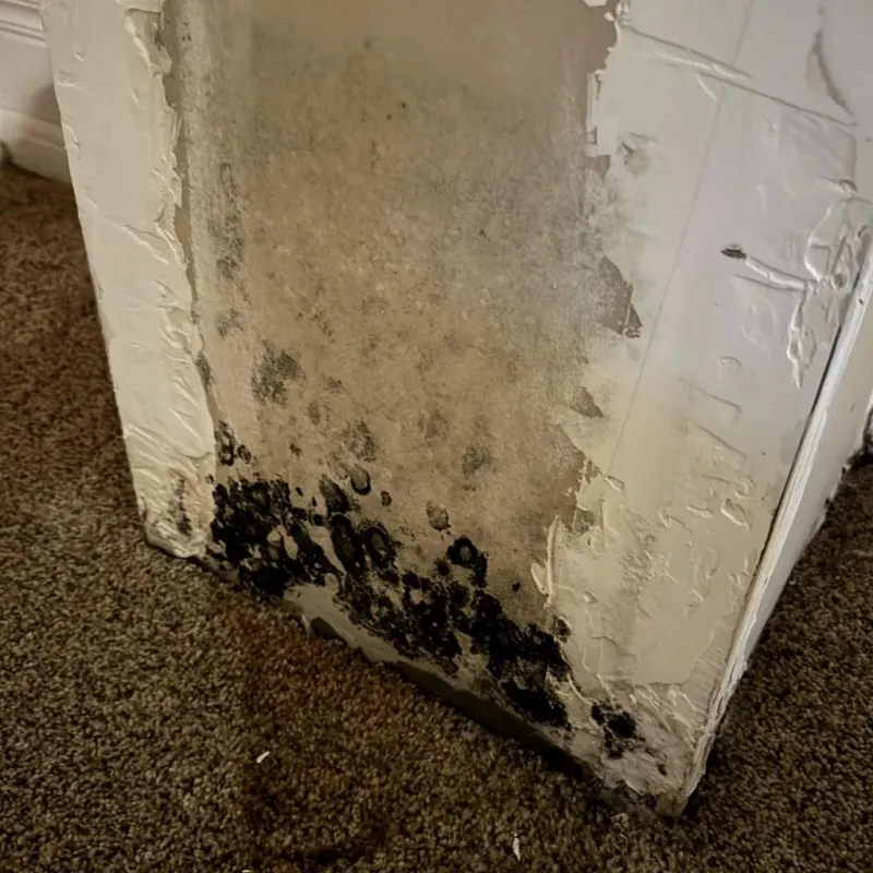Professional Mold Removal in Logan County, IL